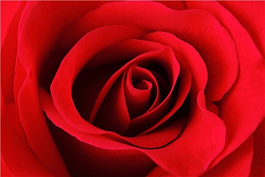 红玫瑰,纹理