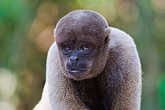 褐色,猴子,头像,脆弱,物种,亚马逊,巴西,南美