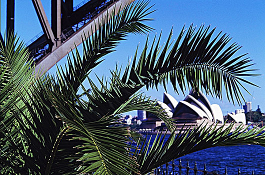 悉尼歌剧院,风景,棕榈树