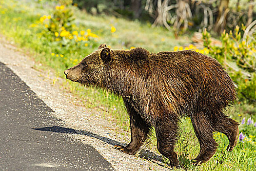 大灰熊,一个,男人,道路,大台顿国家公园,怀俄明