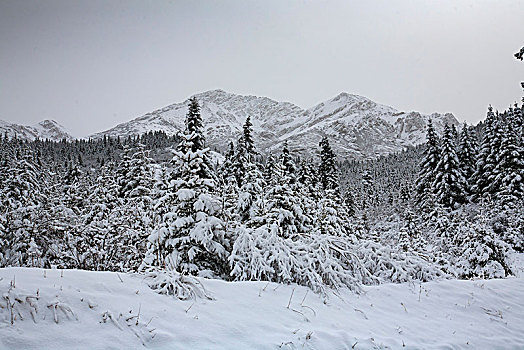 四川,黄龙,雪山,寒冷,村庄,户外