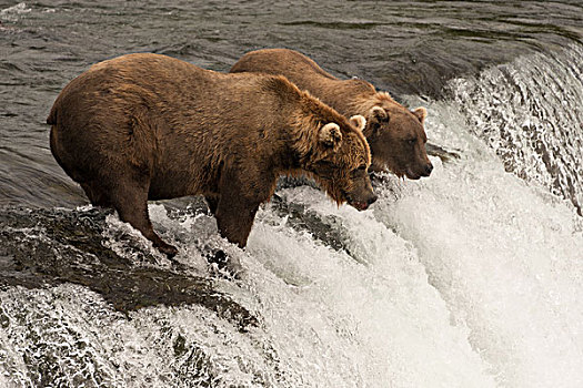 两个,棕熊,三文鱼,捕鱼,瀑布