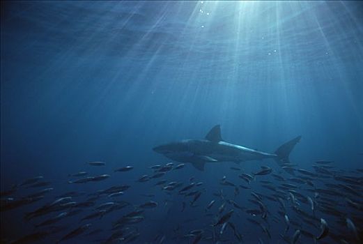 大白鲨,沙鲨属,游动,鱼群,鱼,岛屿,澳洲南部
