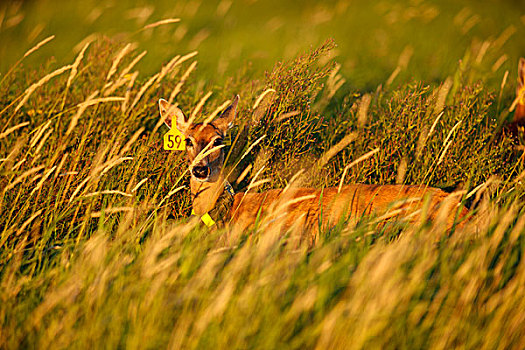 美国,华盛顿,国家野生动植物保护区,白尾鹿,母鹿