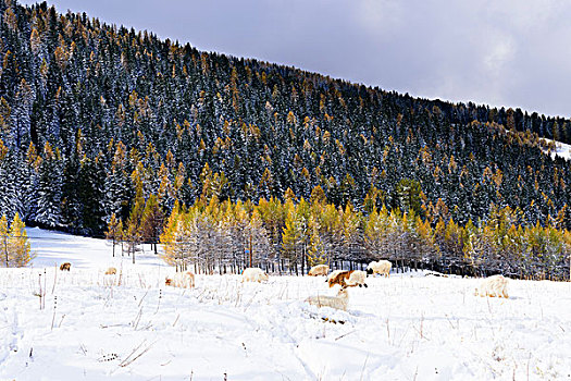 东天山雪景美如画