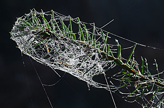 蜘蛛网,露珠,枝头,花旗松,区域,下萨克森,德国,欧洲