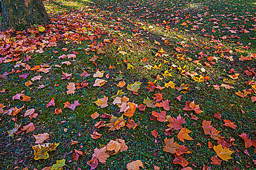 枫树,叶子,地上,秋天,巴伐利亚,德国,欧洲