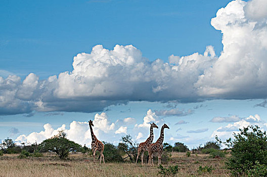 网纹长颈鹿,长颈鹿,三个,积雨云,研究中心,肯尼亚