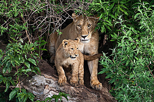 非洲,坦桑尼亚,雌狮,幼兽,恩戈罗恩戈罗火山口,恩戈罗恩戈罗,保护区