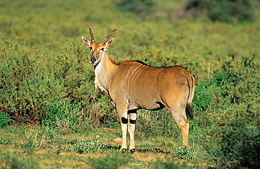 大羚羊,长角羚羊,站立,桑布鲁野生动物保护区,肯尼亚,非洲