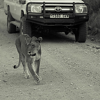 肯尼亚狮