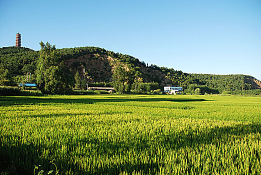 稻田