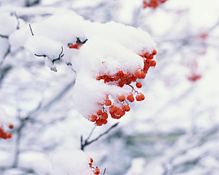 欧洲花楸,雪地