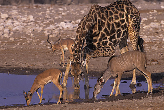 非洲,纳米比亚,埃托沙国家公园,长颈鹿,捻角羚,黑斑羚,水潭