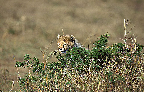 印度豹,猎豹,幼兽,隐藏,马赛马拉,公园,肯尼亚