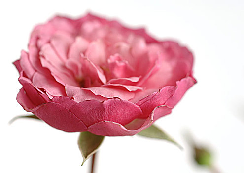 粉红玫瑰,开花,特写