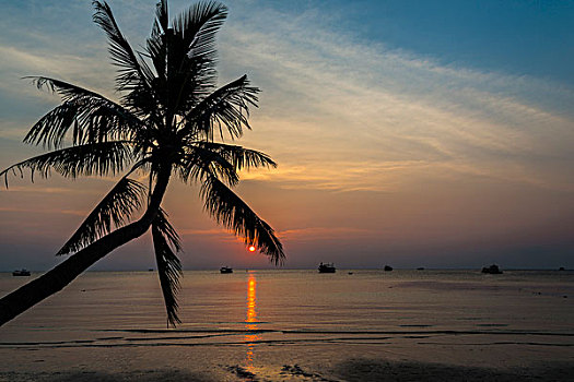 棕榈树,海洋,日落,南海,海湾,泰国,龟岛,亚洲