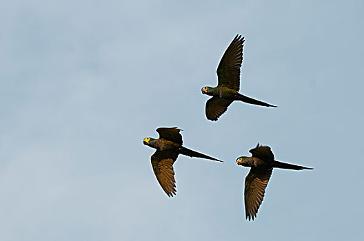 金刚鹦鹉,鹦鹉,三个,飞,亚马逊河,厄瓜多尔