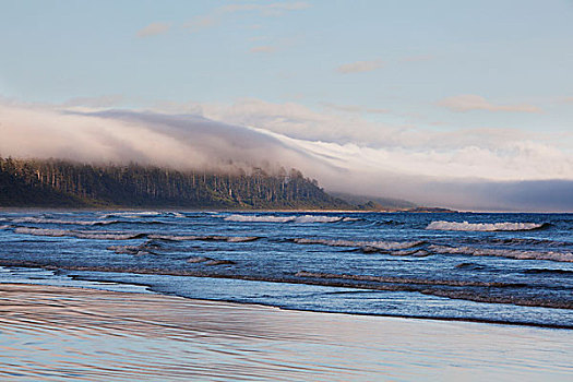 雾,形态,上方,温带雨林,长滩,环太平洋国家公园,靠近,不列颠哥伦比亚省,加拿大