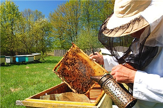 老人,养蜂人,工作,蜂场