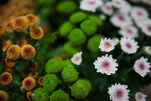 鲜花,特写