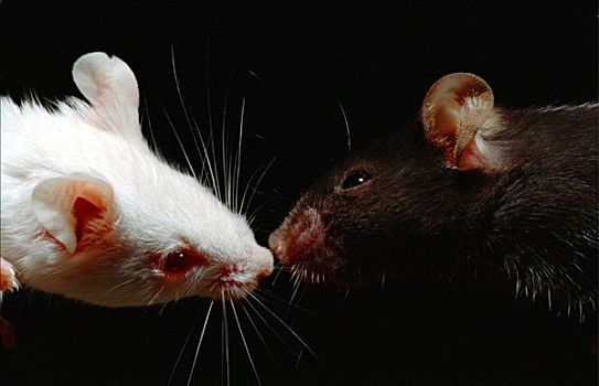 实验室,小鼠,左边,部落,右边,一对,制作,初次接触,嗅,相互,鼻子