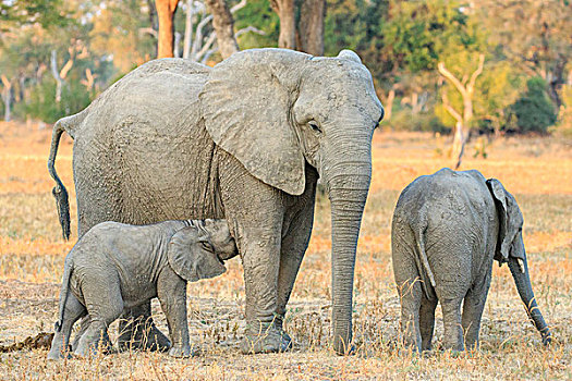 非洲象,幼兽,南卢安瓜国家公园,赞比亚,非洲