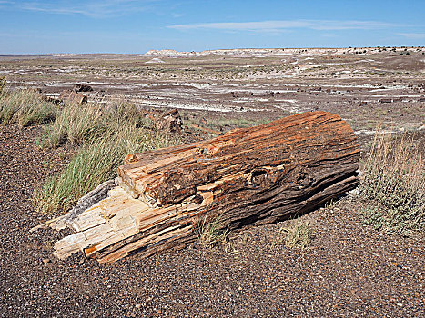 木化石,石化森林国家公园,亚利桑那,美国,北美
