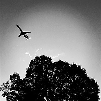 飞机,树