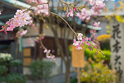 日本福冈东长寺早樱