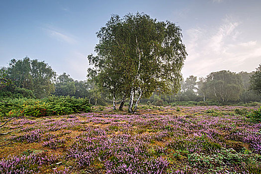 日出,风景,模糊,新森林地区,乡村