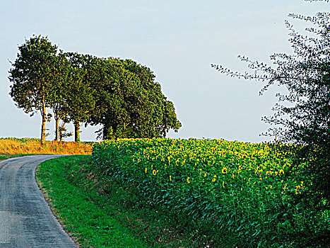 向日葵,土地,小,道路