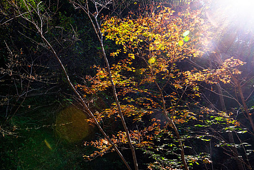 辽宁本溪绿石谷森林公园枫树黄昏时分秋季景观