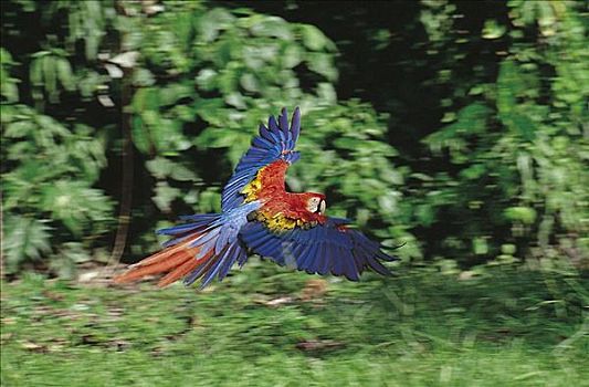 飞,深红色,金刚鹦鹉,绯红金刚鹦鹉,鸟,鹦鹉,塔博帕塔河,秘鲁,南美,动物