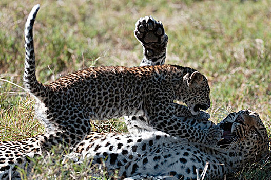 豹,幼兽,玩,母亲,博茨瓦纳
