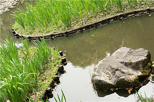 青草,园艺,石头,水塘