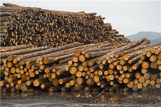 木材,工厂,原木,堆,木头,树干,等待,处理
