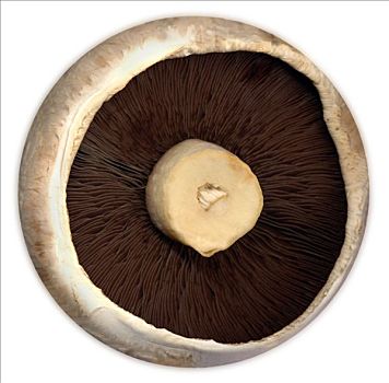 蘑菇头