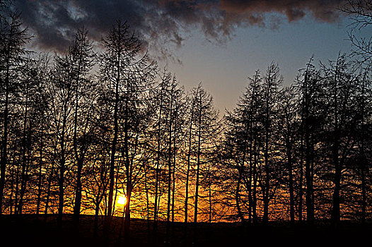 苏格兰,日落,后面,树