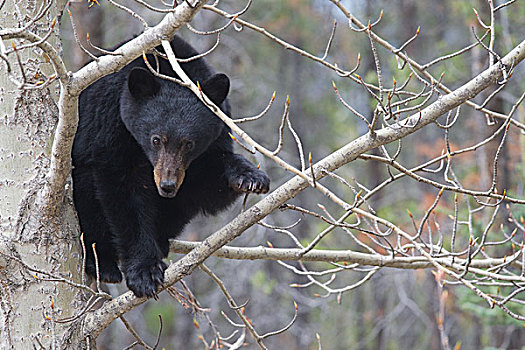 黑熊,美洲黑熊,树上,碧玉国家公园,艾伯塔省,加拿大