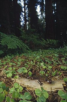 陆巨螈,北美红杉,林中地面,加利福尼亚