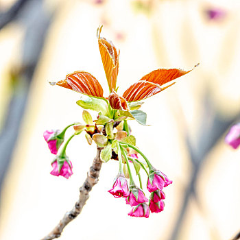 樱花