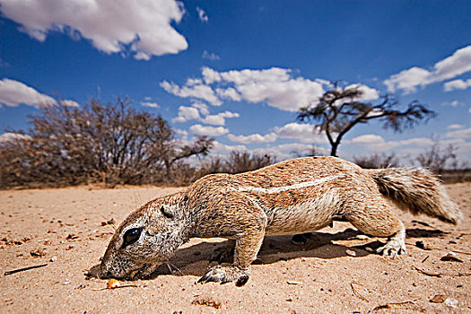 地松鼠,南非地松鼠,觅食,卡拉哈里沙漠,风景,卡拉哈迪大羚羊国家公园,博茨瓦纳
