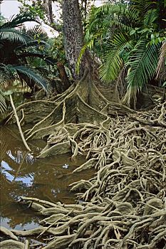 原生态,红树林,三角洲,毁坏,2001年,虾,农事,东方,加里曼丹,印度尼西亚