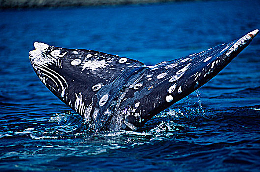 灰鲸,尾部,温哥华岛,不列颠哥伦比亚省,加拿大
