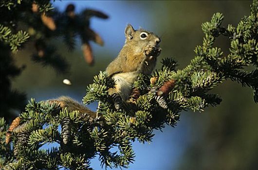 红松鼠,坐,枝条,吃,德纳里峰国家公园,美国,仰视