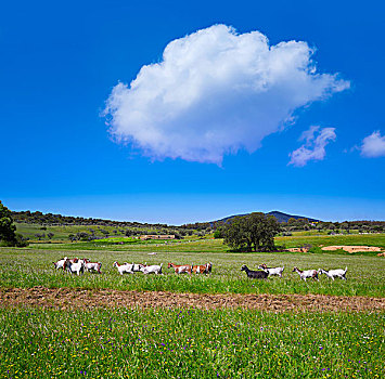 道路,山羊,草地,埃斯特雷马杜拉,西班牙