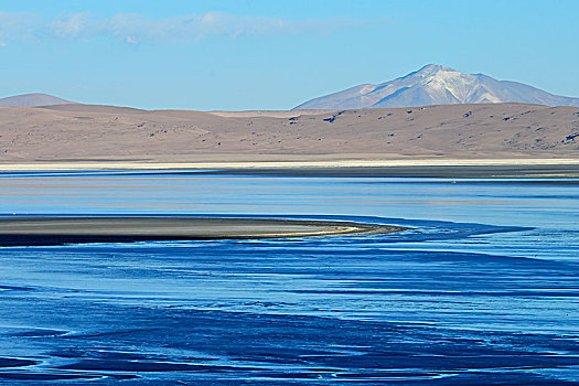 泻湖,高原,动物,波托西地区,玻利维亚,南美