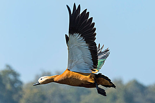 雌麻鸭,飞行,奇旺,国家公园,尼泊尔,亚洲
