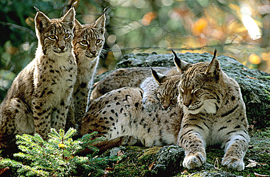 雌性,猞猁,五个,老,小猫,巴伐利亚森林,自然公园